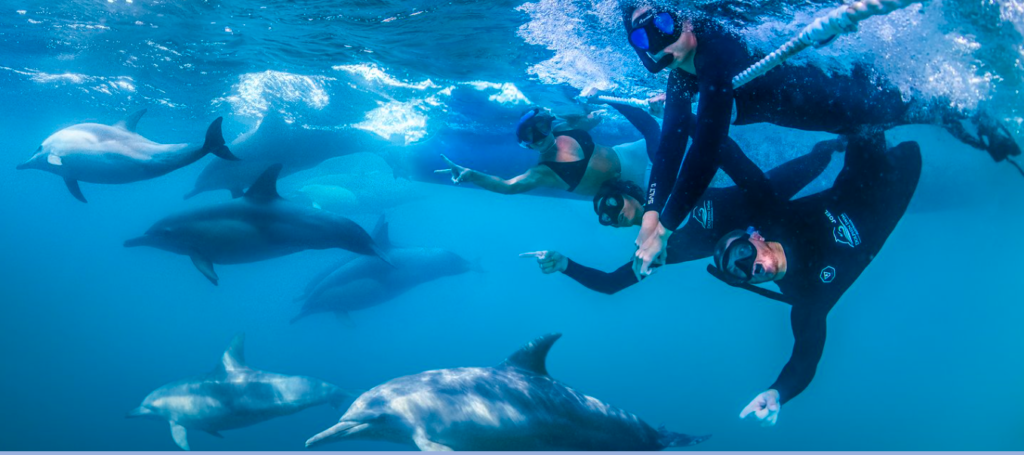 DSA Wild Dolphin Swim